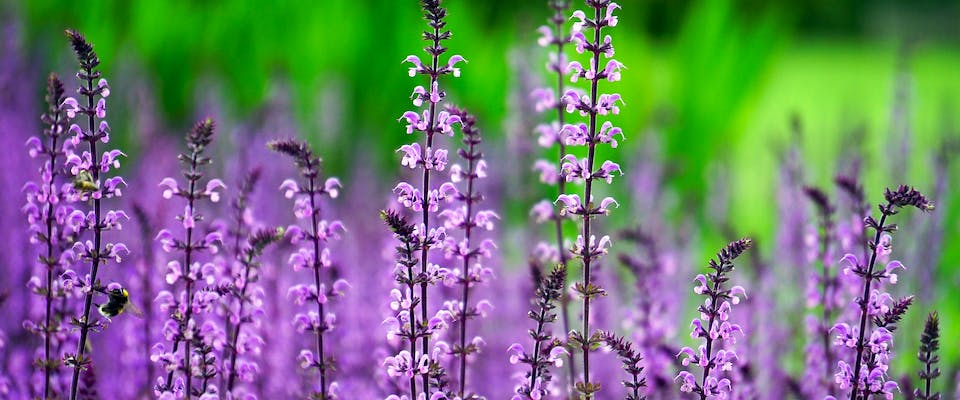 Blumen auf Wiese